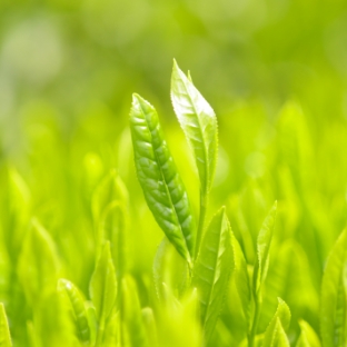 農薬・化学肥料を使用しない栽培