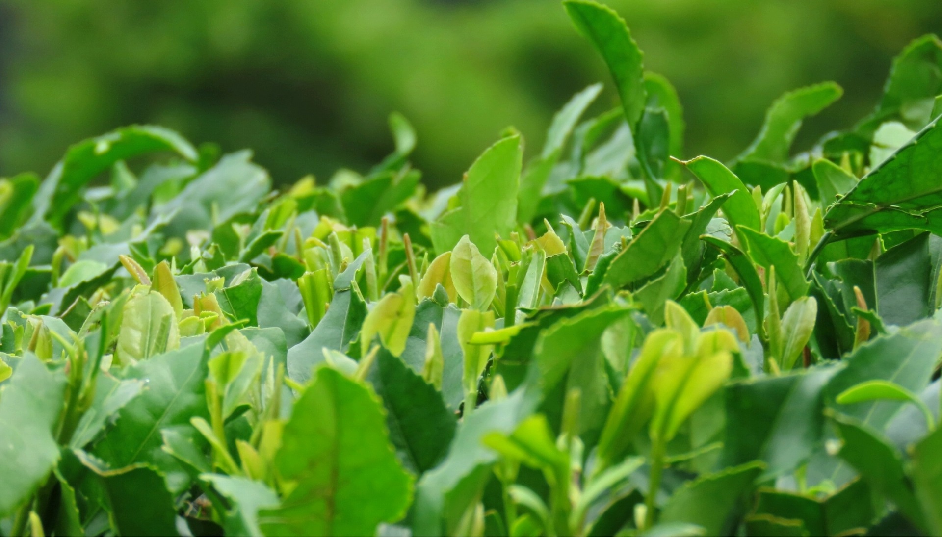 自然に寄り添った有機栽培のお茶づくりを続けています