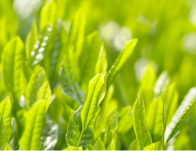 つくり手の想いを、 そのまま一杯に。